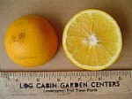 Dwarf Hamlin Orange Tree - 3 Gallon - GRAFTED