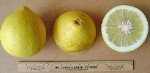 White Pommelo - GRAFTED
