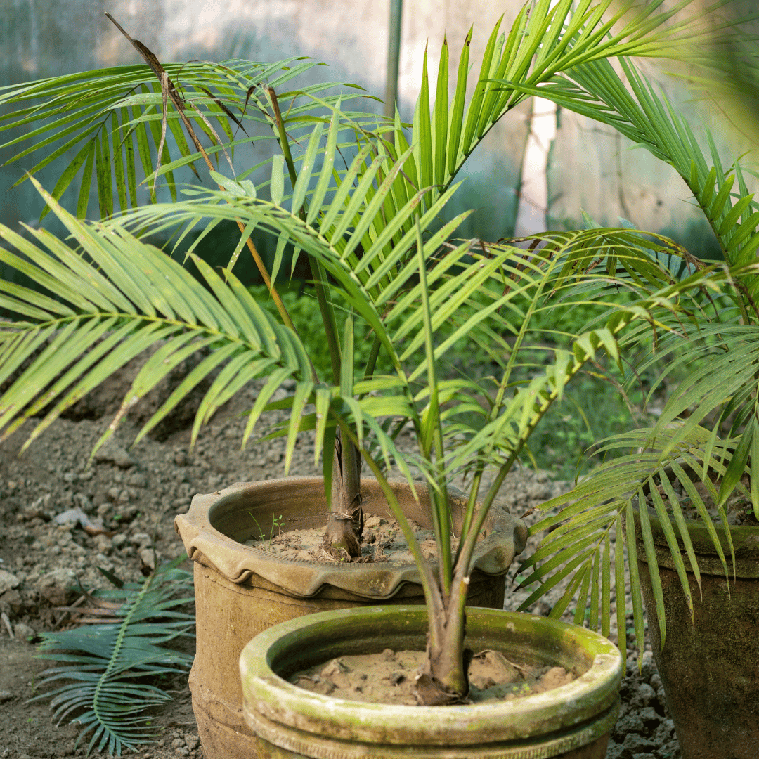Areca/Yellow Cane Palm