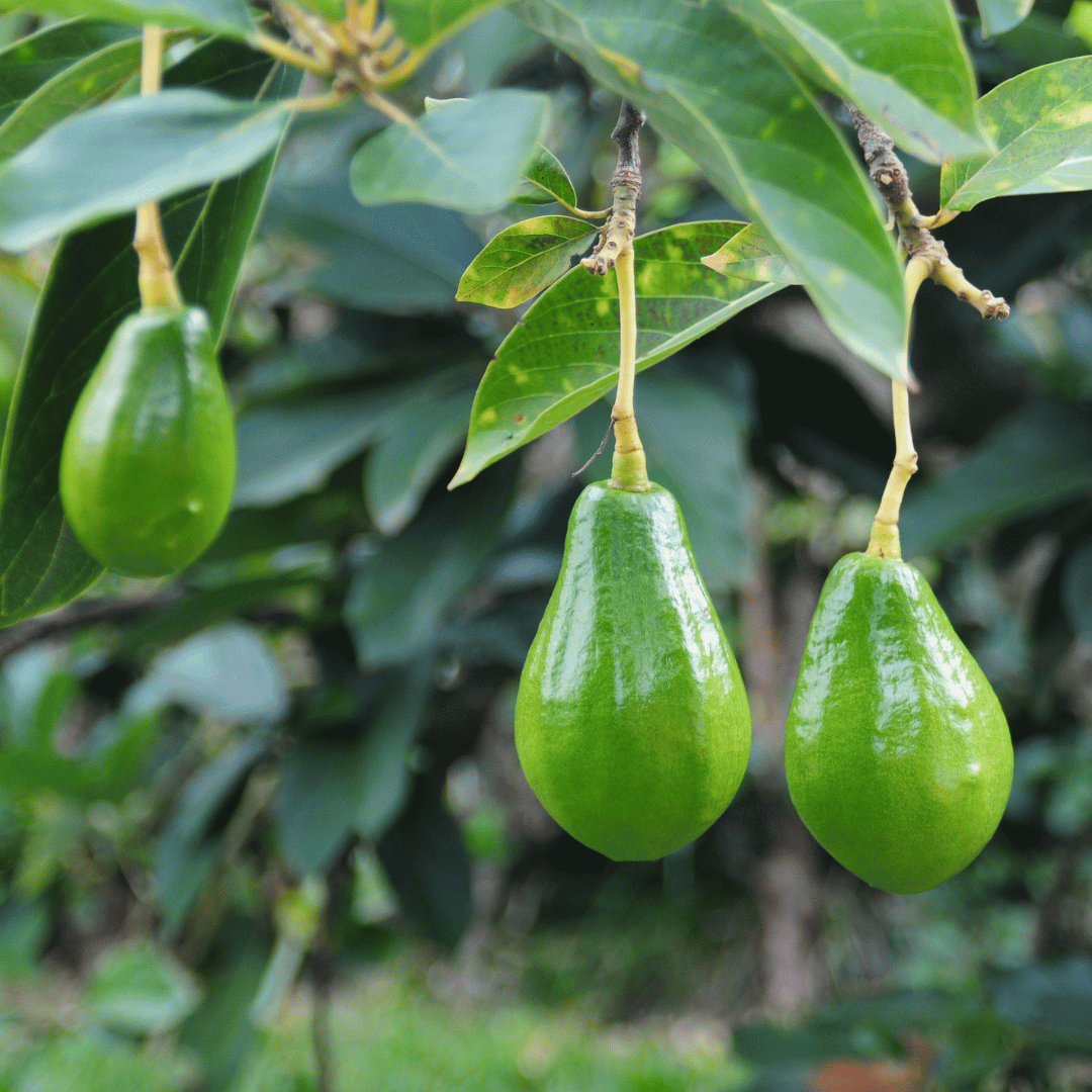 Avocado Tree
