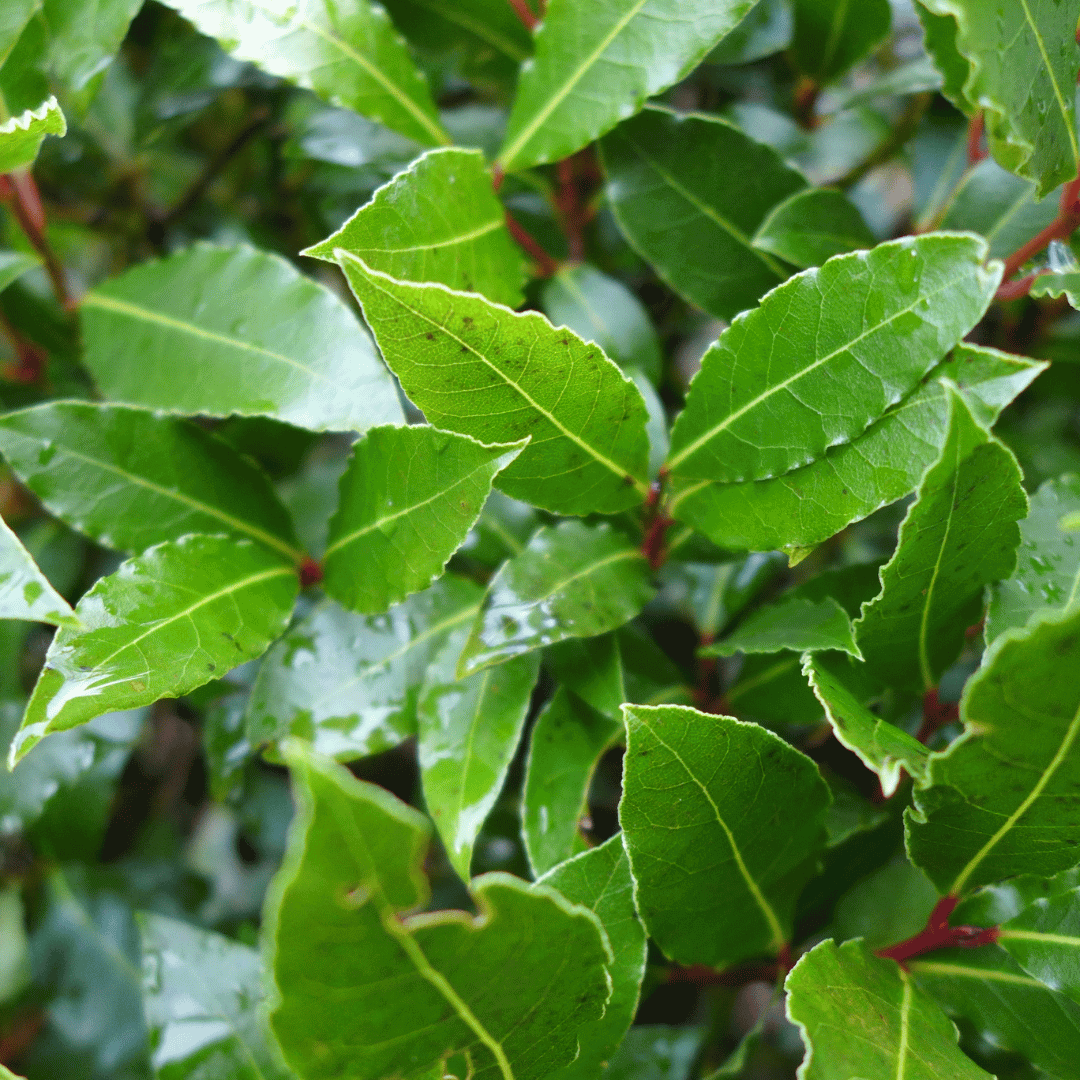 Bay Laurel