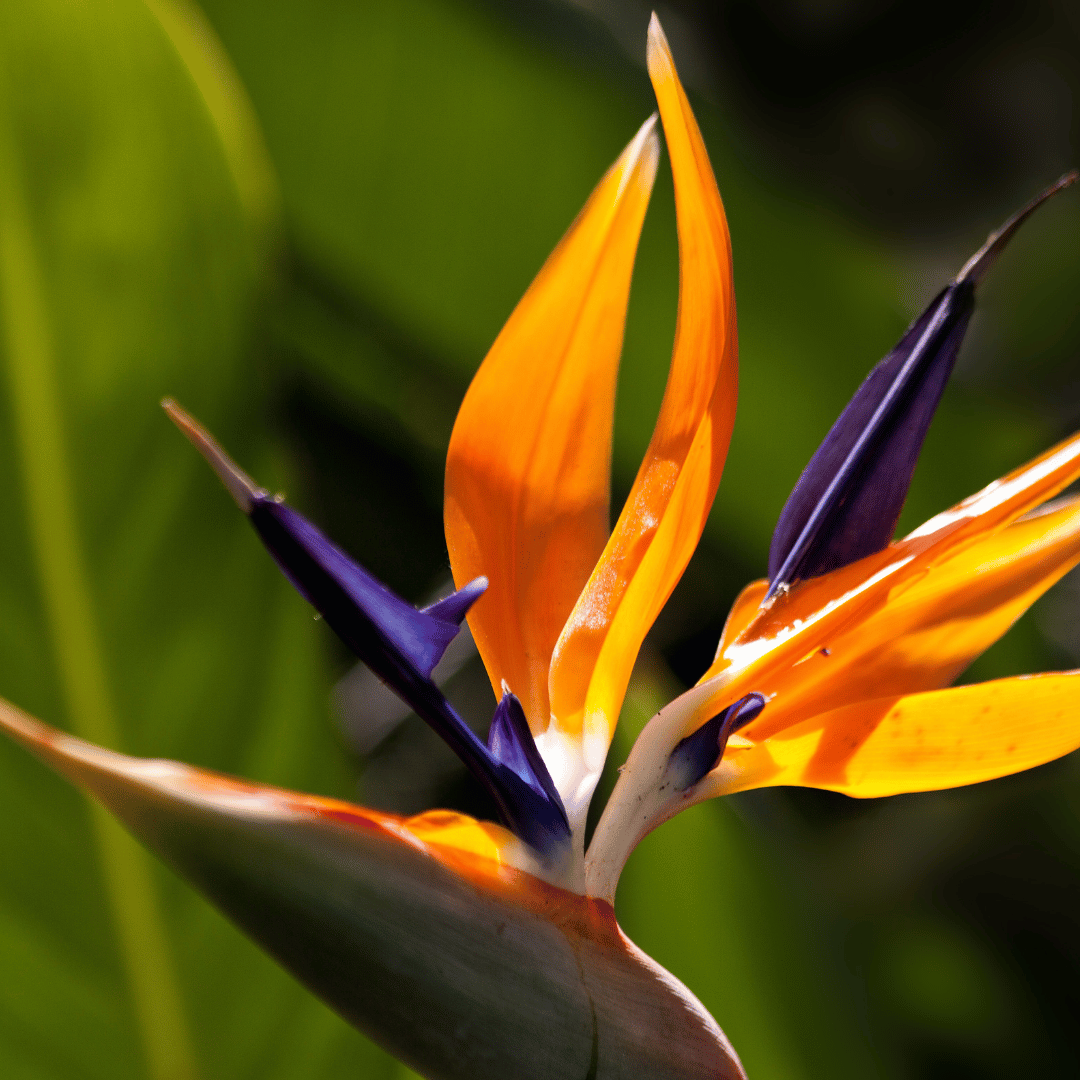 Bird of Paradise