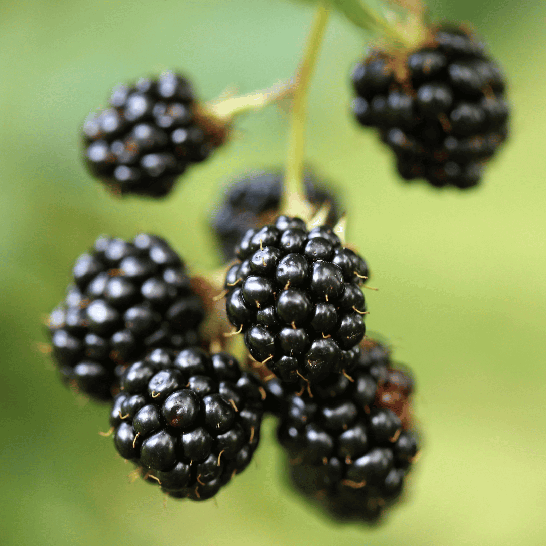 Blackberries
