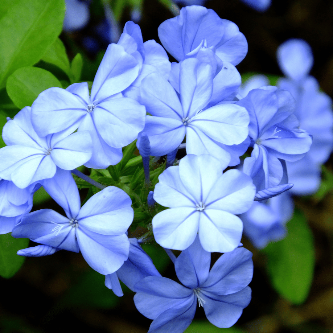 Blue Plumbago