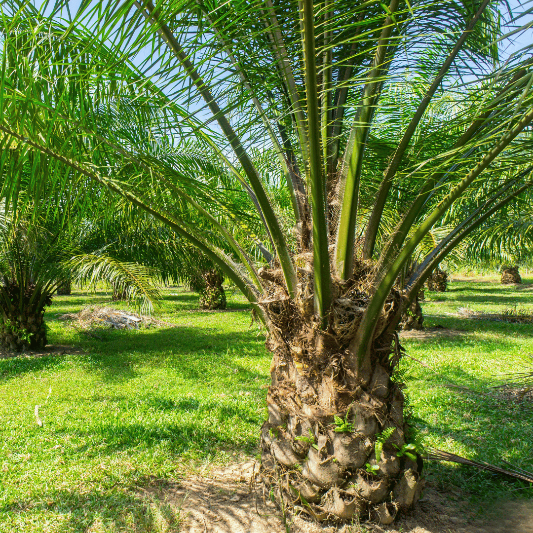 Bottle Palm