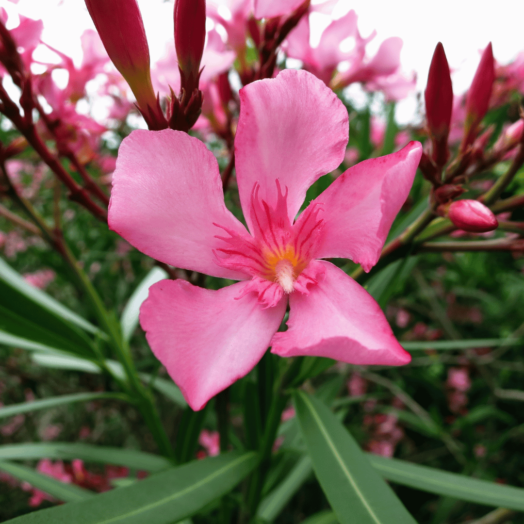 Calipso Pink Oleander