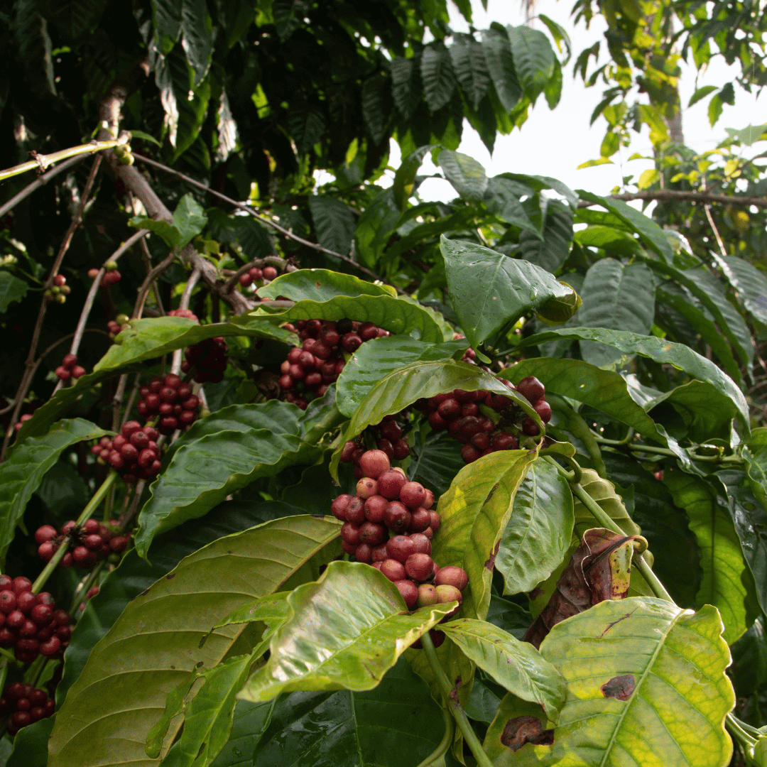 Coffee Arabica Bush