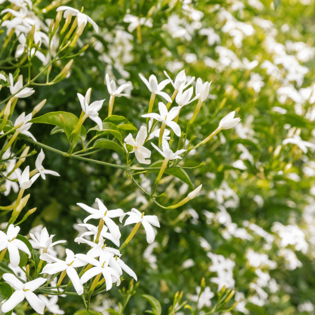 Confederate Jasmine