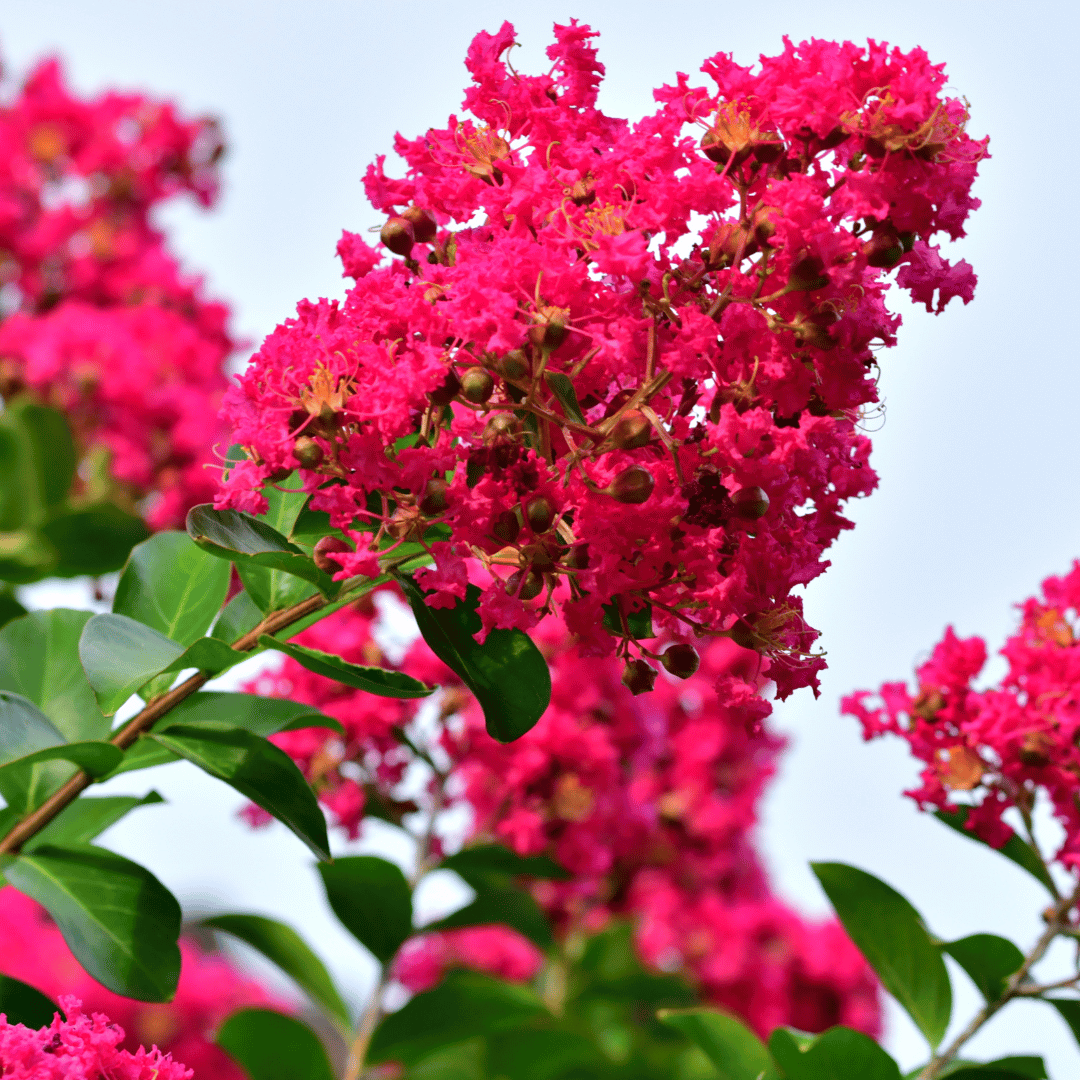 Crape Myrtle Dynamite Red Bush