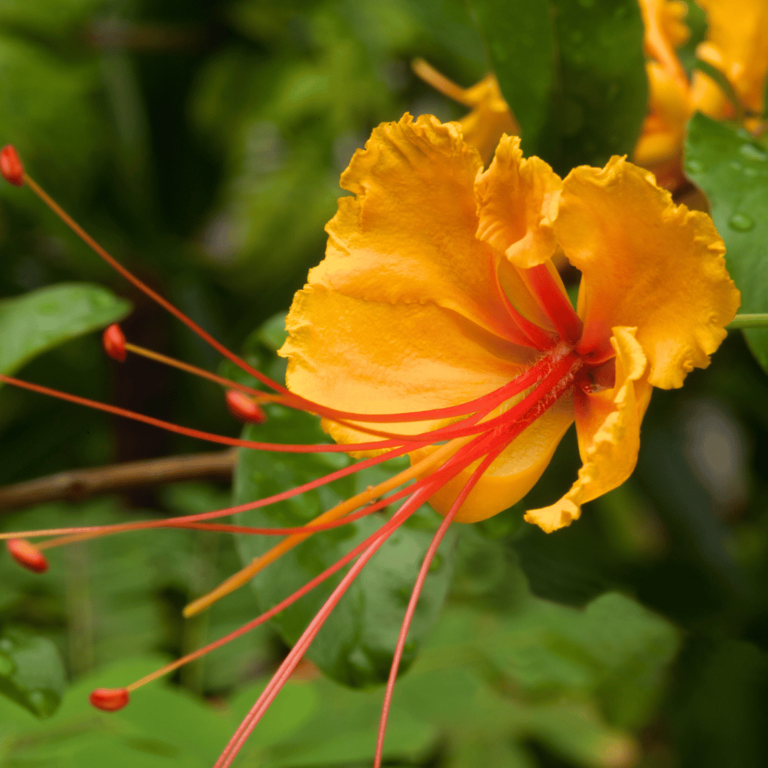 Dwarf Yellow Poinciana