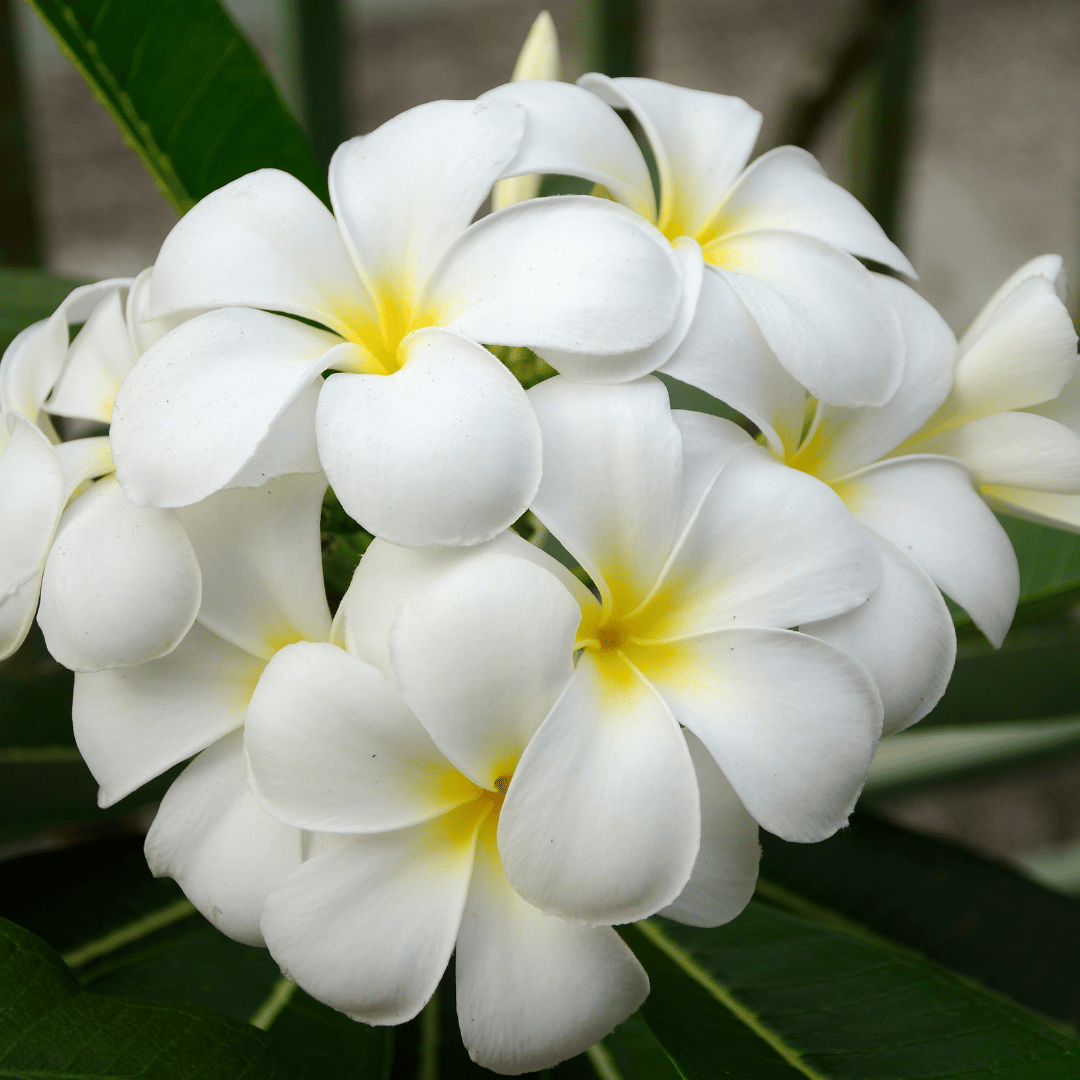 Evergreen Plumeria