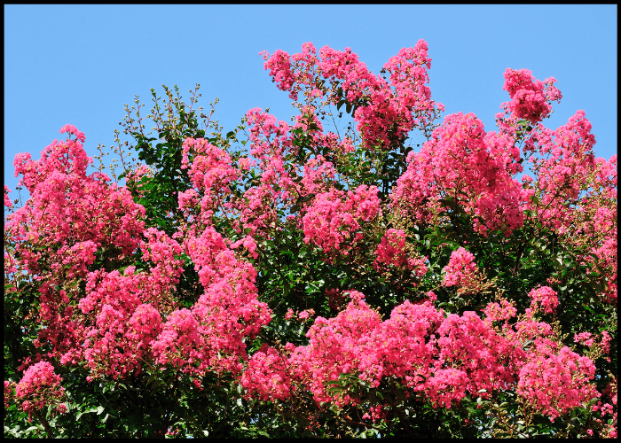 Flowering Trees