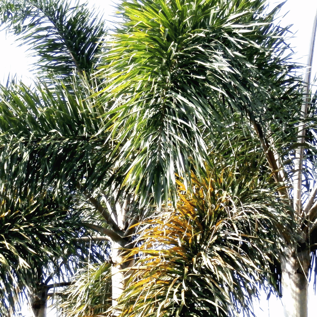 Foxtail Palm