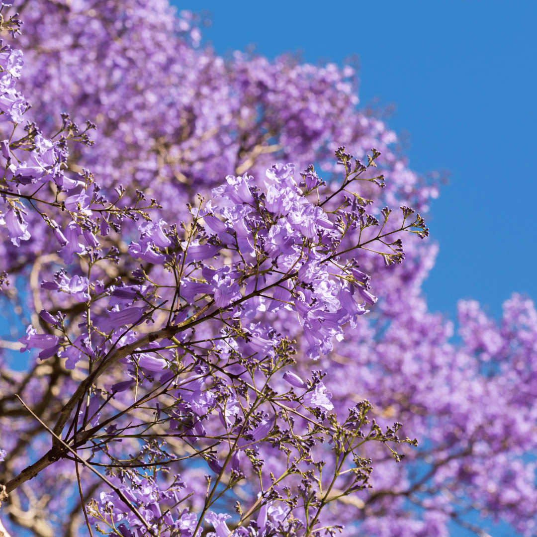 Jacaranda