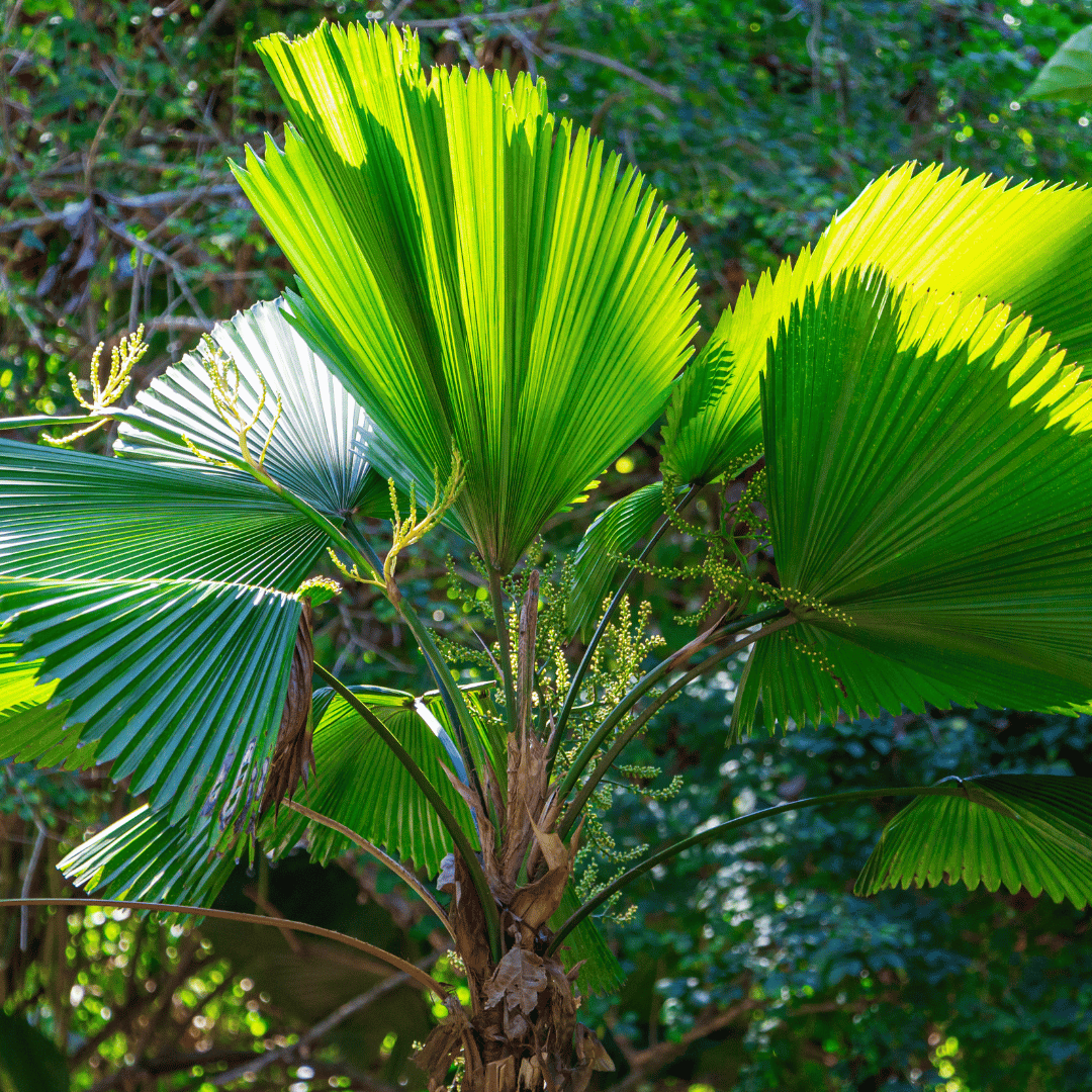 Licuala Grandis Palm