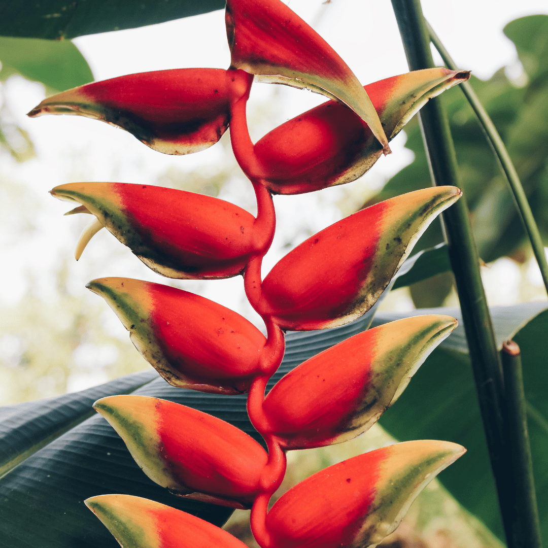 Lobster Claw Heliconia
