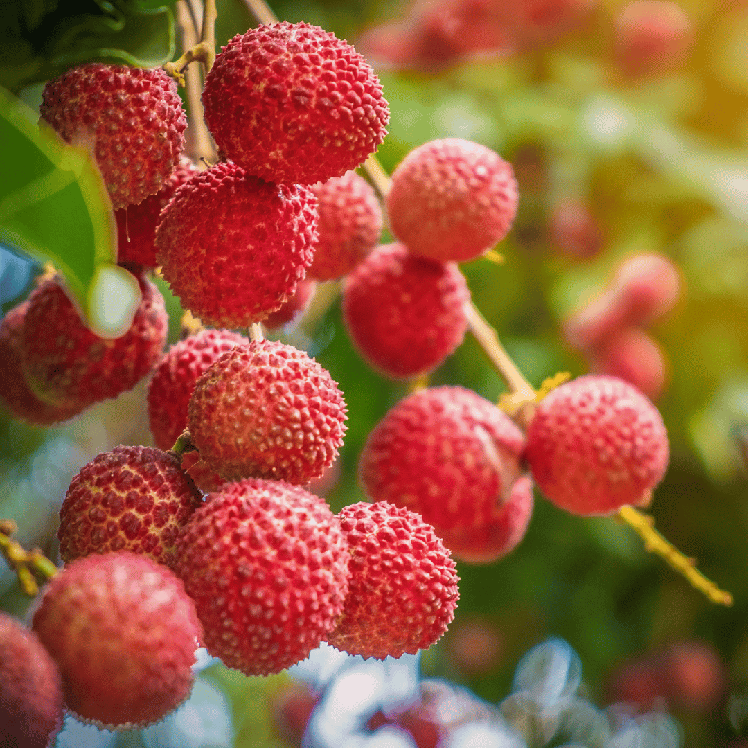 Lychee
