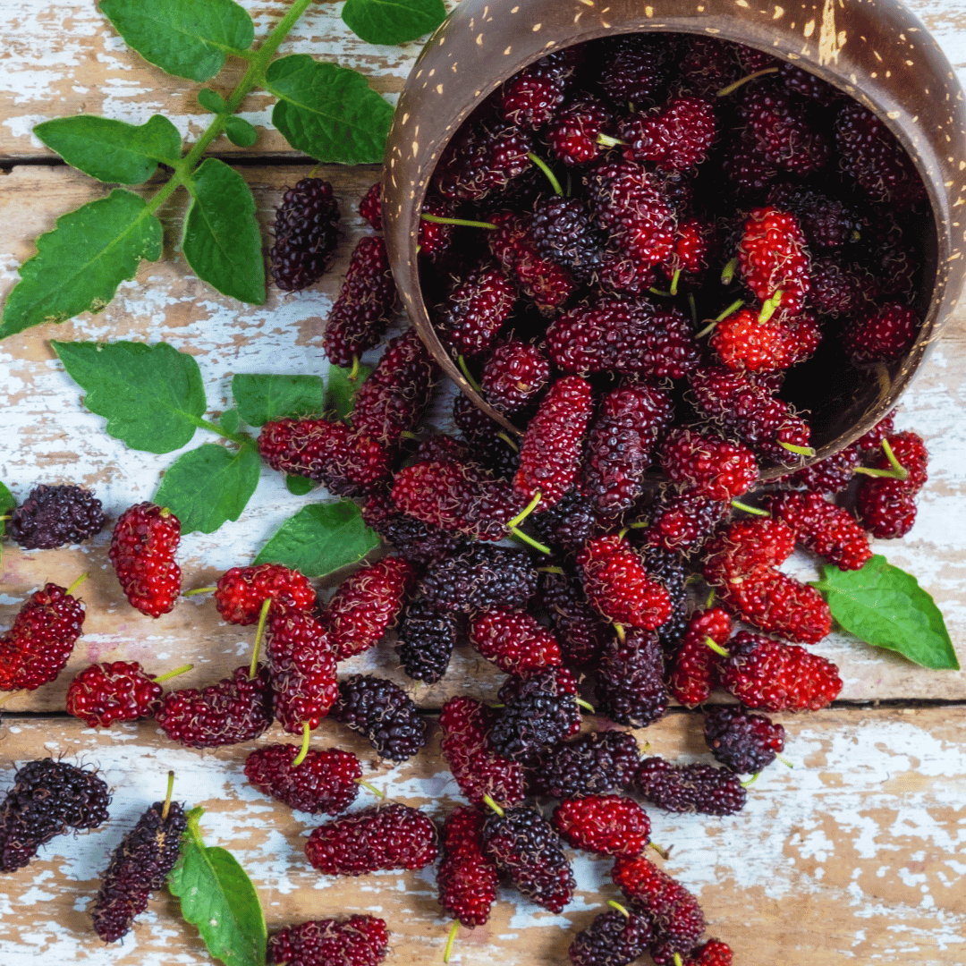 Mulberries