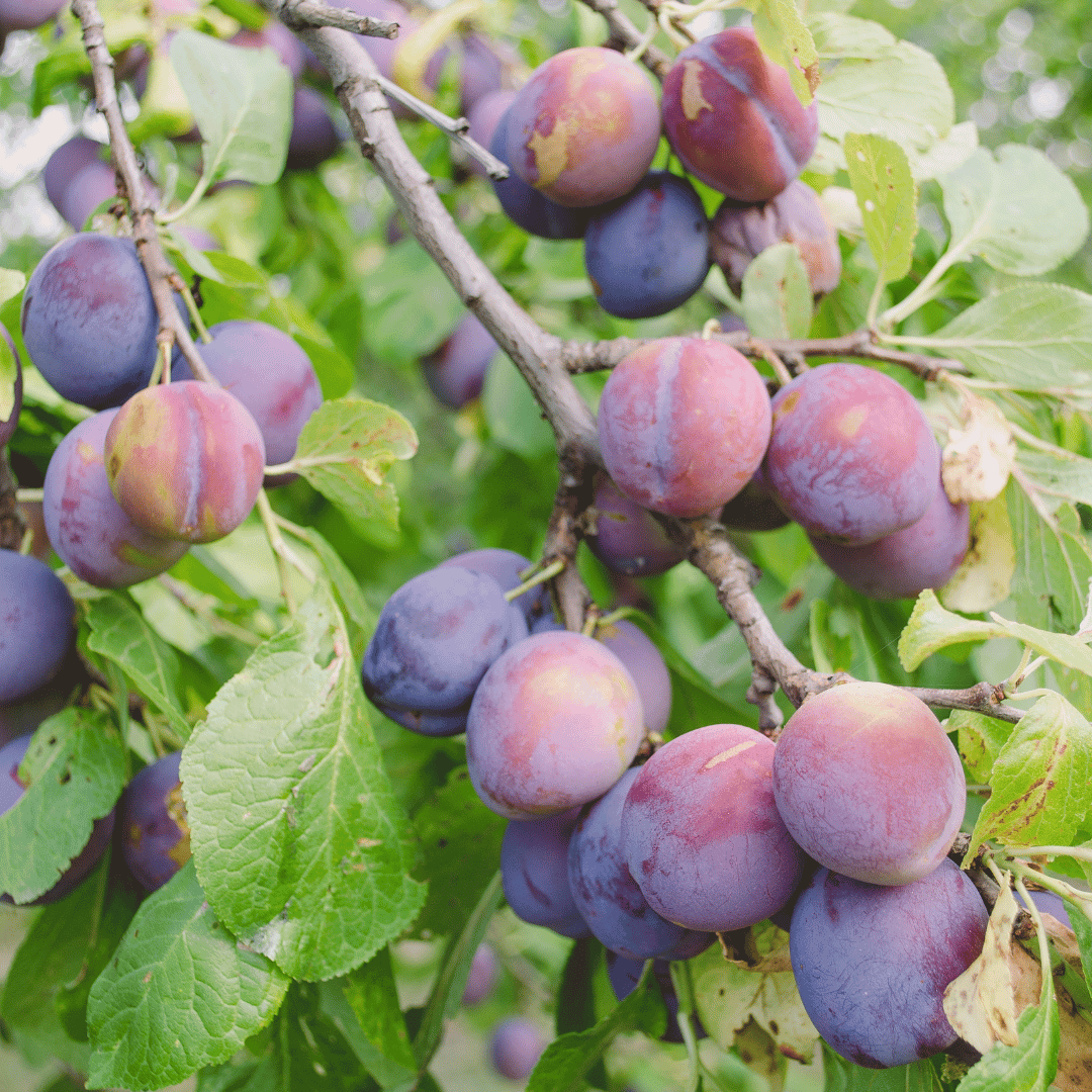 Florida Plums