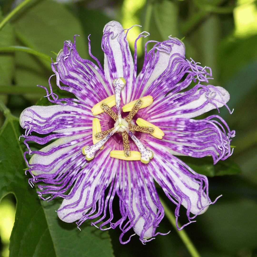 Purple Incense Passion Flower
