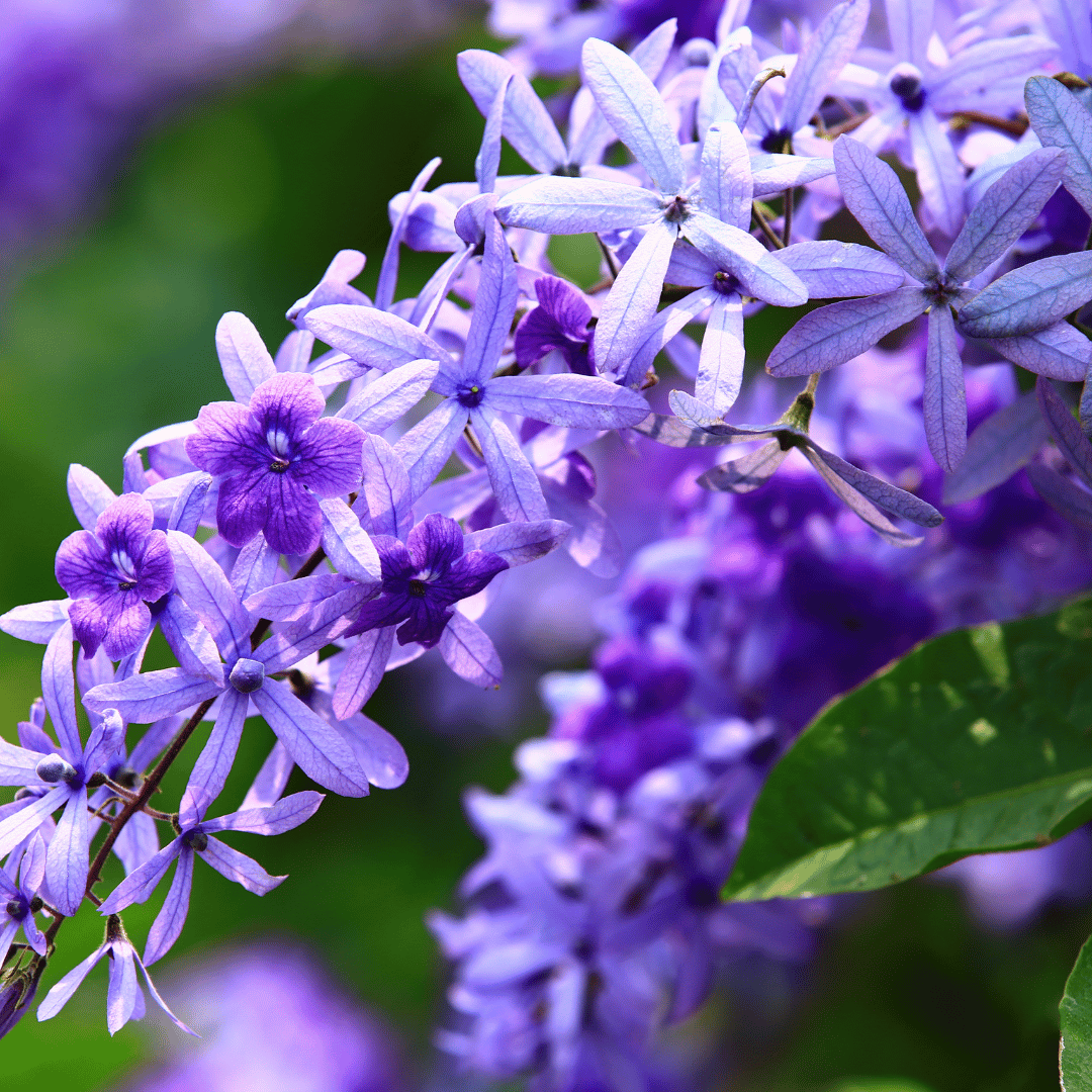 Queen's Wreath / Sandpaper