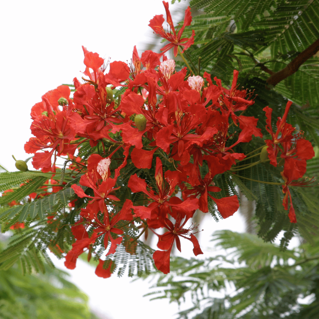 Royal Poinciana