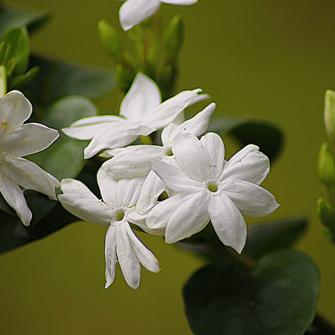Sambac Jasmine
