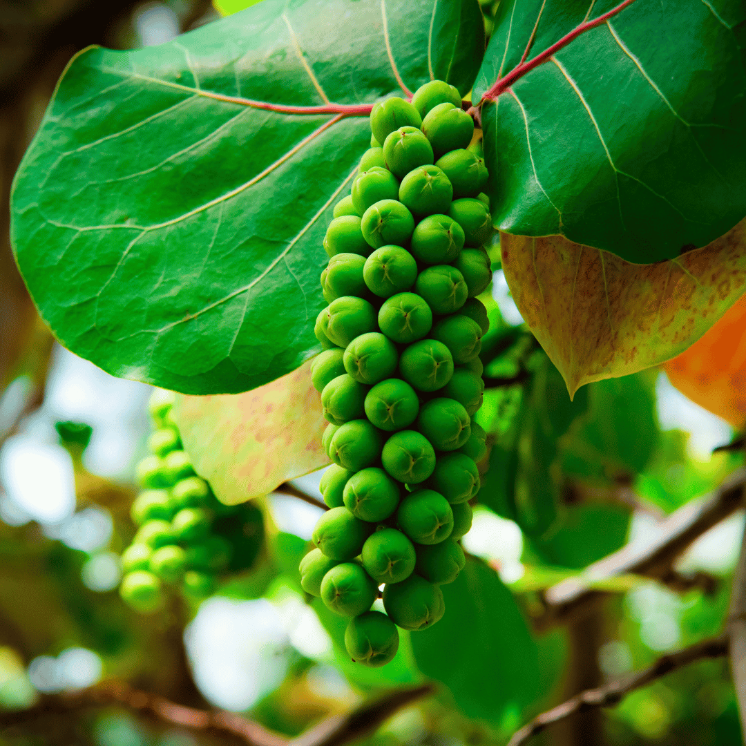Sea Grape