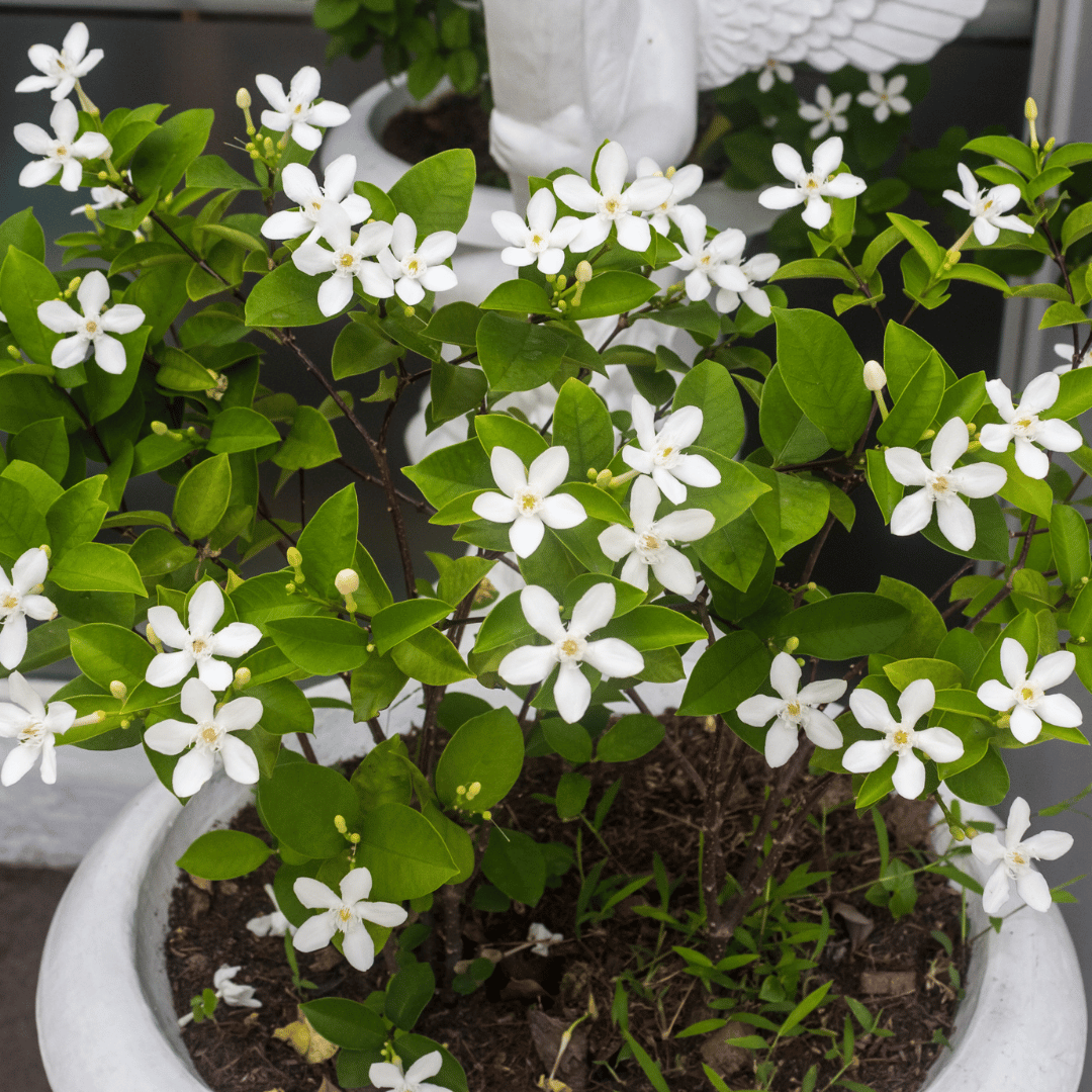 Stephanotis/Madagascar Jasmine