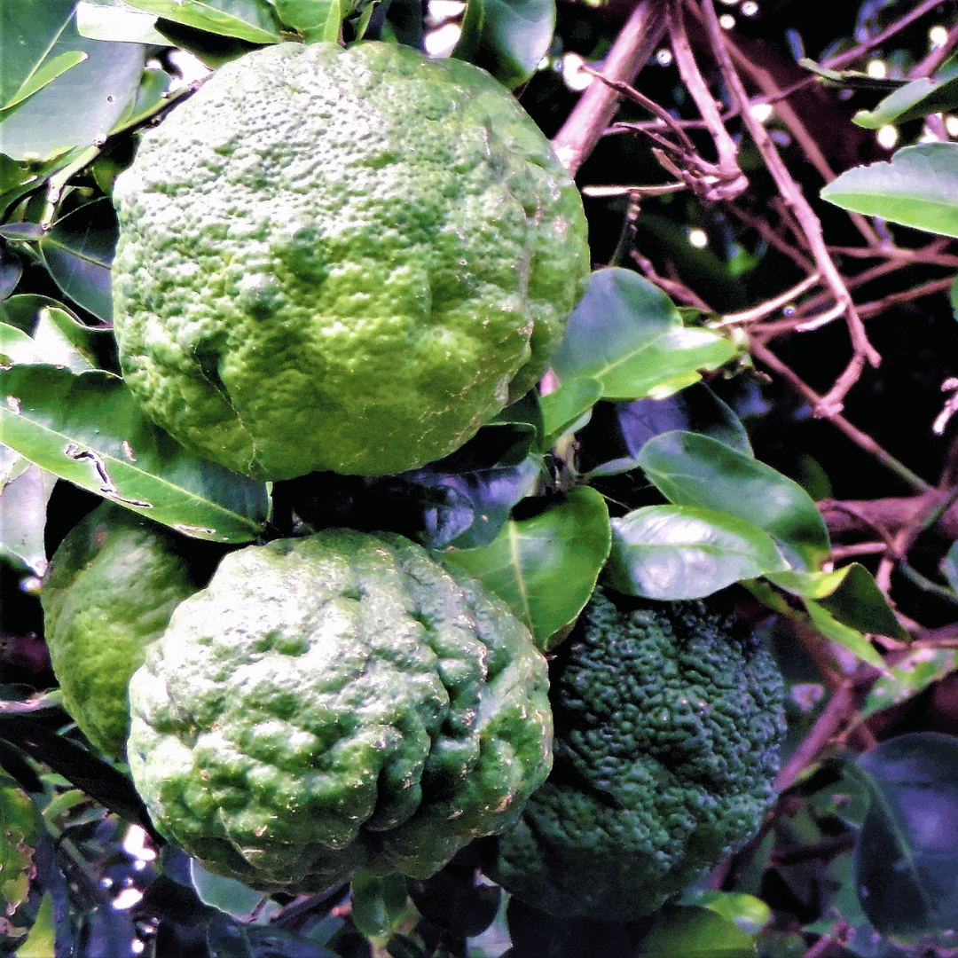 Unusual Citrus Fruits