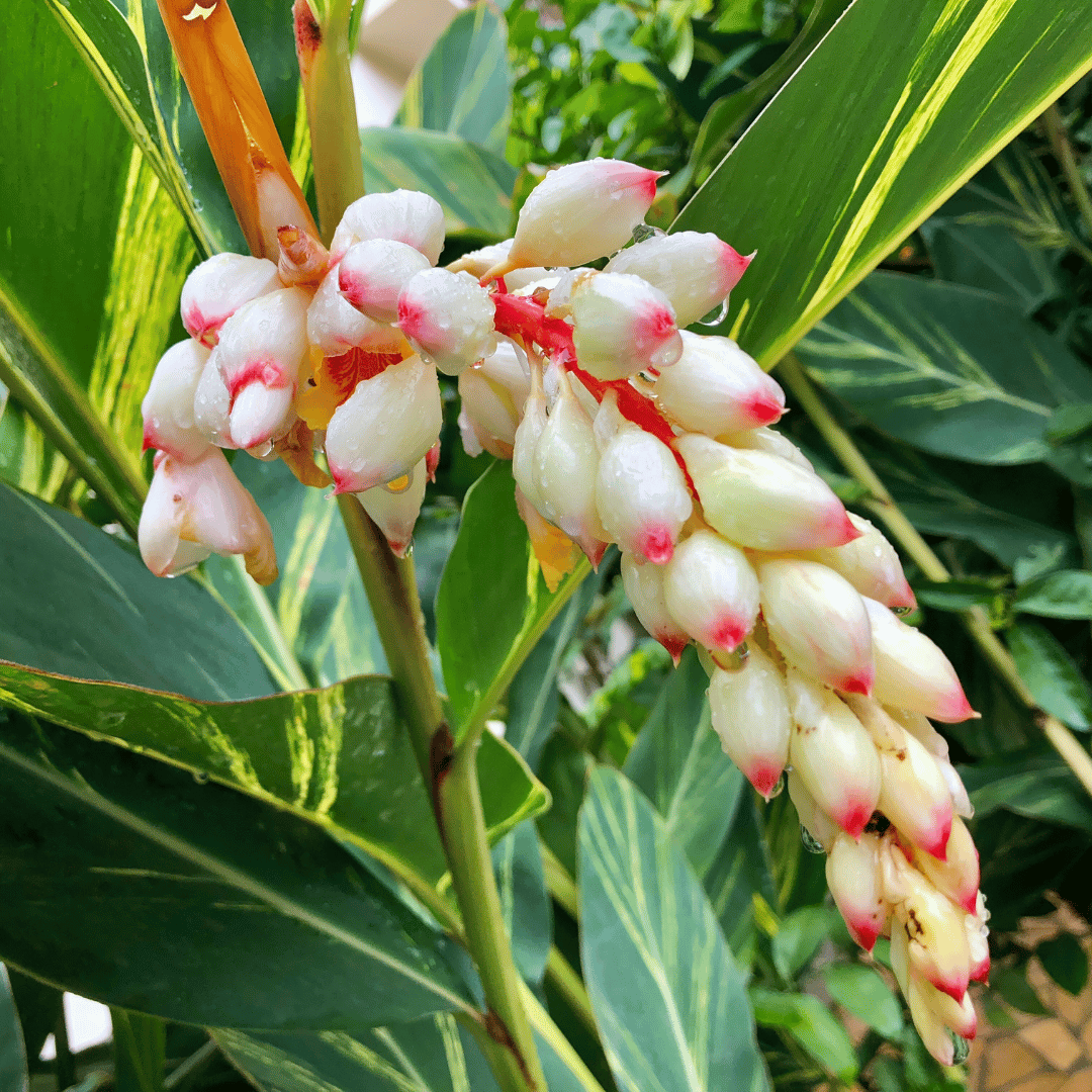 Variegated Shell Ginger
