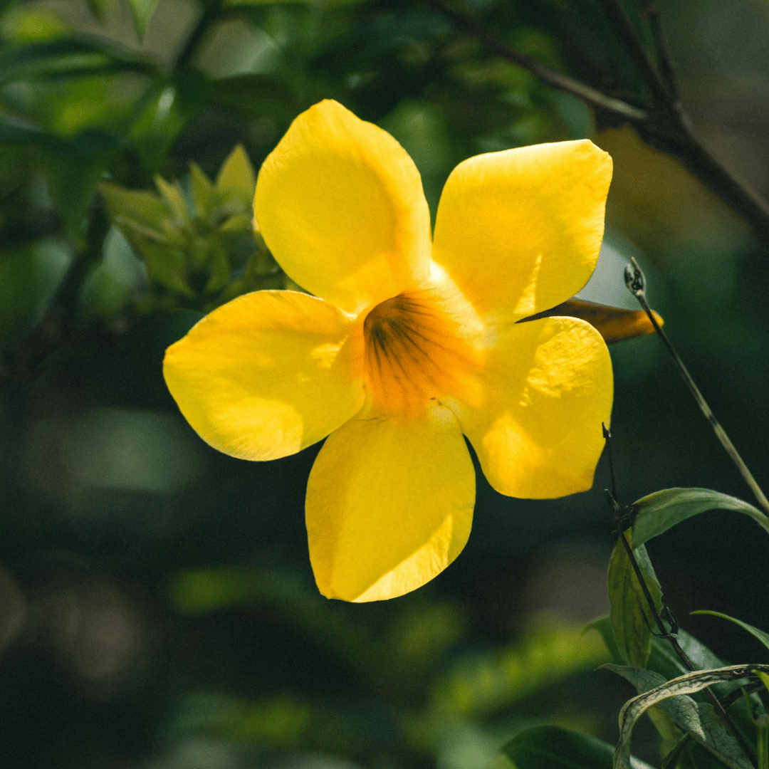 Yellow Allamanda