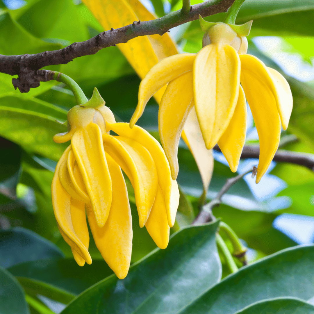 Ylang Ylang